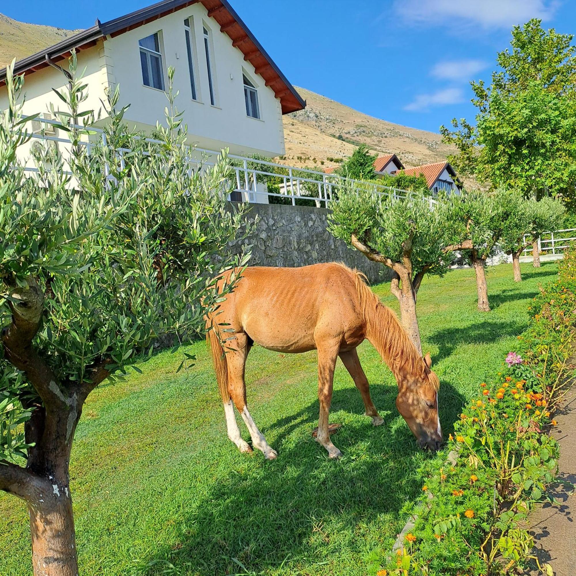 Xhuli Guesthouse Shkodra Kültér fotó